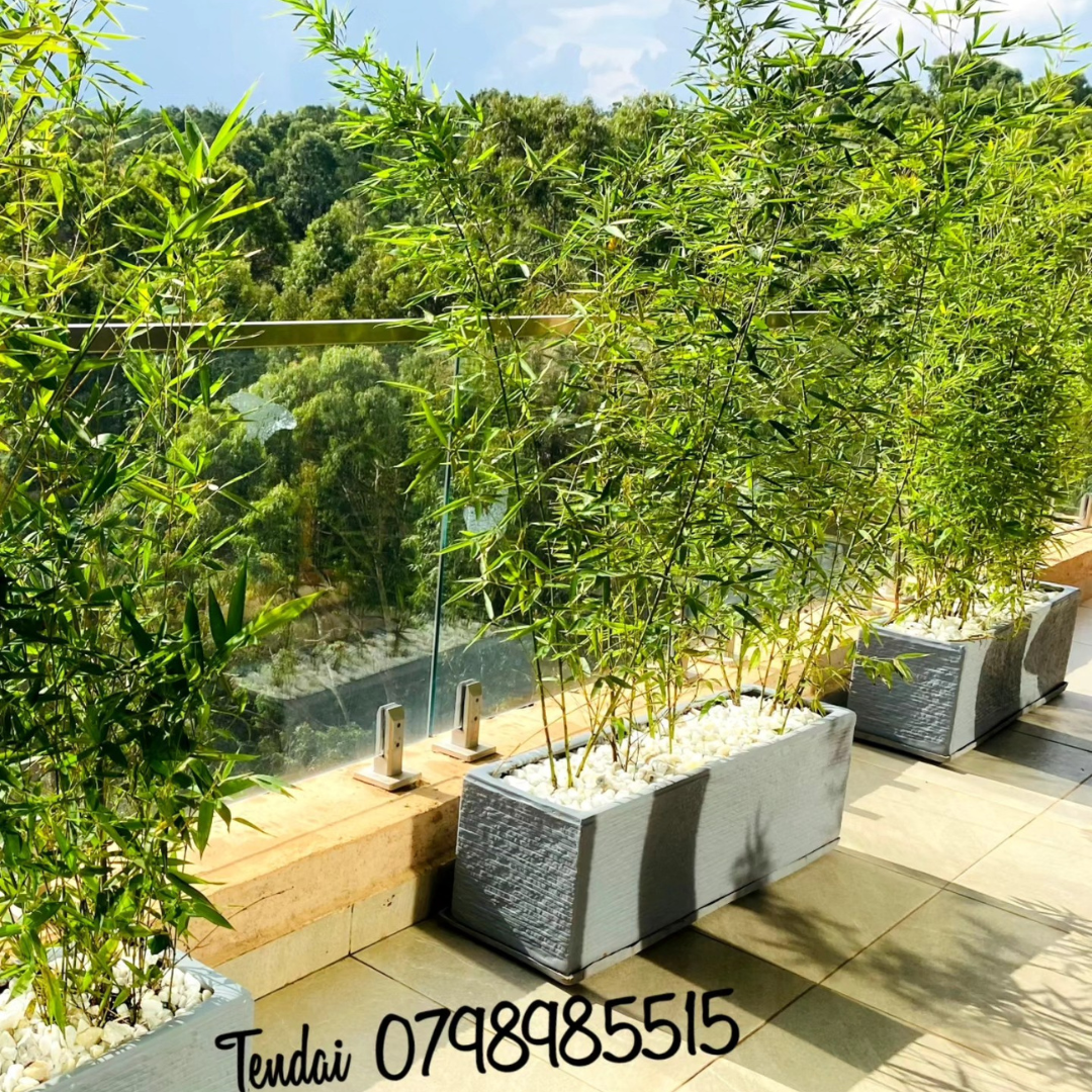 Our Services