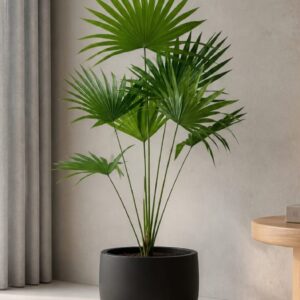 Chinese Fan Palm