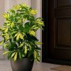Schefflera Arboricola