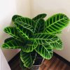 Calathea Zebrina