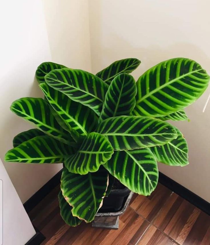 Calathea Zebrina