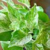 Marble Queen Pothos