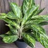 Aglaonema Golden Madonna