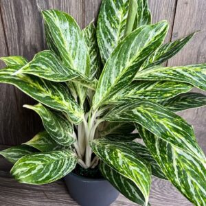 Aglaonema Golden Madonna