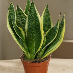 Sansevieria Futara – snake plant