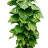 Golden Pothos