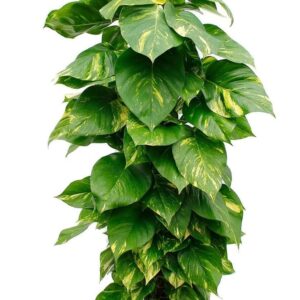 Golden Pothos