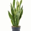 Sansevieria Laurentiis – snake plant