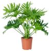 Philodendron