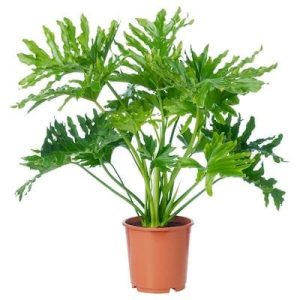 Philodendron