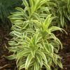 Dracaena Reflexa