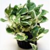 N’Joy Pothos