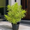 Dracaena reflexa ‘Song of India’