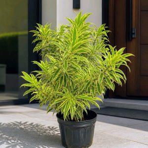 Dracaena reflexa ‘Song of India’