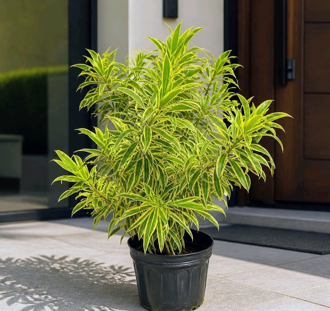Dracaena reflexa ‘Song of India’