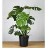 Medium Monstera Deliciosa