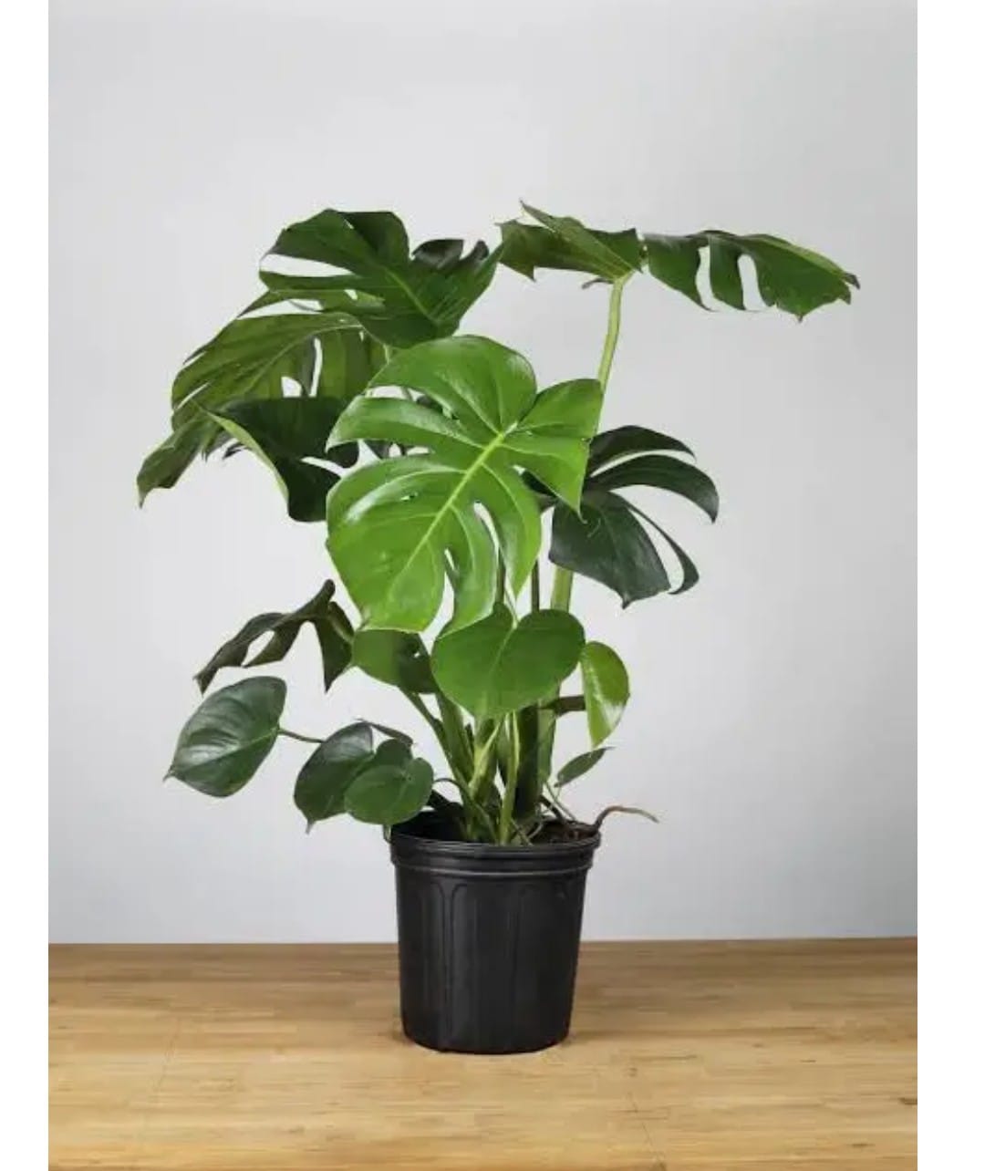 Medium Monstera Deliciosa