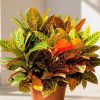Croton (Codiaeum variegatum)