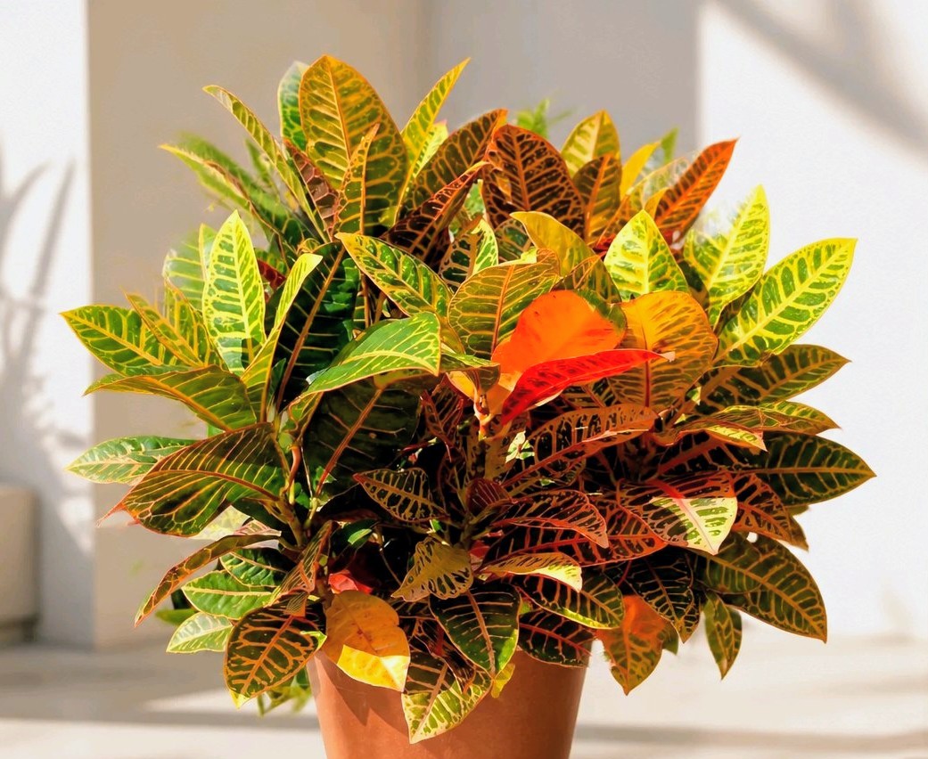 Croton (Codiaeum variegatum)