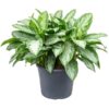 Anglonema Silver Bay plant