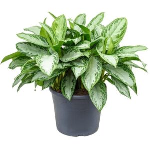 Anglonema Silver Bay plant