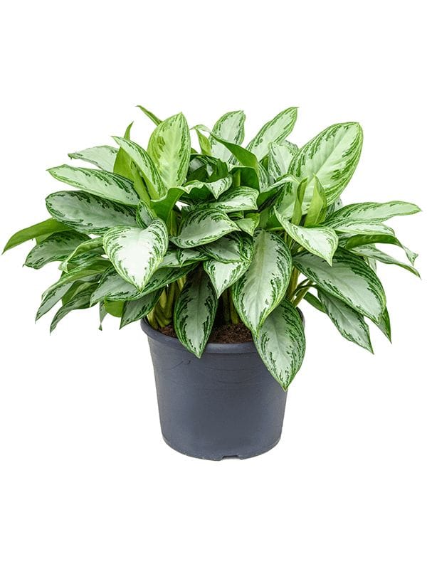 Anglonema Silver Bay plant