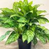 Aglaonema Maria