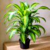 Dracaena Golden heart