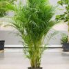 Golden Palm (Dypsis lutescens)