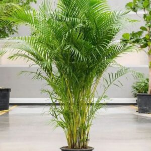 Golden Palm (Dypsis lutescens)