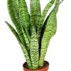 Sansevieria zeylanica – snake plant