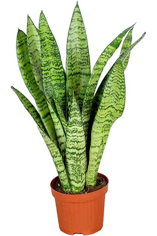 Sansevieria zeylanica – snake plant