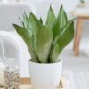 Sansevieria Moonshine – snake plant