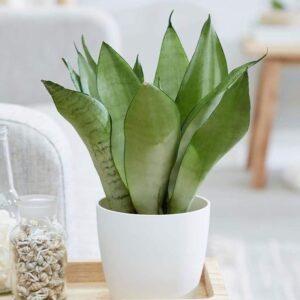 Sansevieria Moonshine – snake plant
