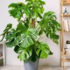 Large Monstera Deliciosa
