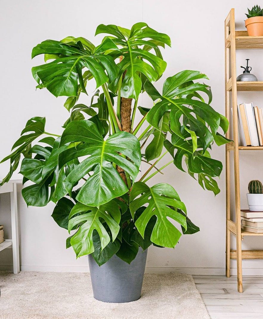 Large Monstera Deliciosa
