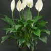 Peace Lily (Spathiphyllum)