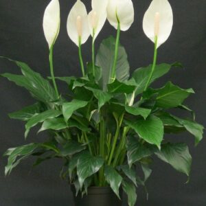 Peace Lily (Spathiphyllum)