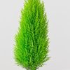 Lemon Cypress