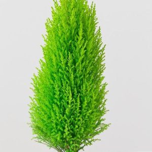 Lemon Cypress