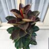 Elastica Burgundy(Rubber plant)