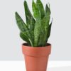 Sansevieria Robusta -Snake plant