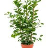 Ficus Microcarpa