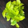 Neon Pothos
