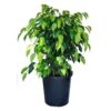 Ficus Benjamina