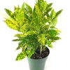 Gold Dust Croton