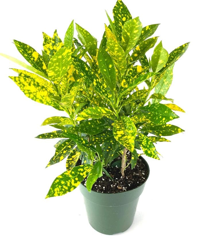Gold Dust Croton